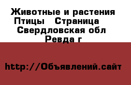 Животные и растения Птицы - Страница 2 . Свердловская обл.,Ревда г.